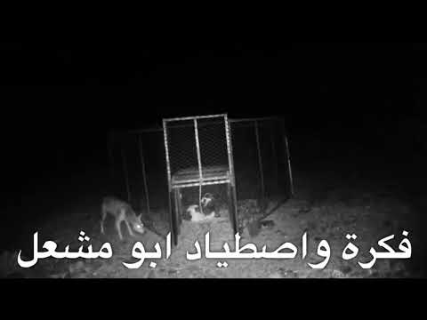 هذا رجل في وادي ريم اتعبهم ذيب أكل تسع من حلالهم وفي الأخير انتقم من الذيب بطريقة رهيبة