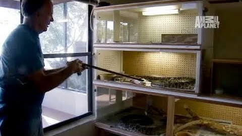 Fatal Attractions- Man With 40 Snakes