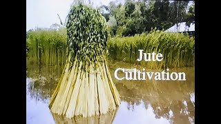 Jute Cultivation # Cash Crop # Agriculture in India #  Geography.... screenshot 5