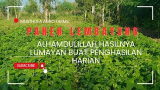 How to Grow Yardlong Bean Leaves or Lembayung