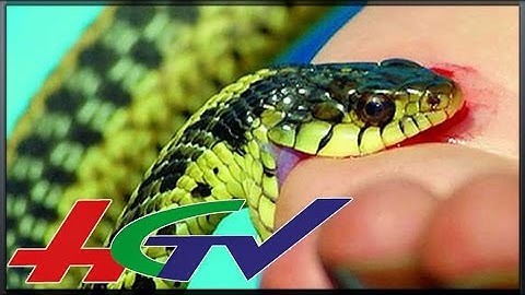 HGTV |  Mùa hè: cảnh báo tình trạng rắn độc cắn