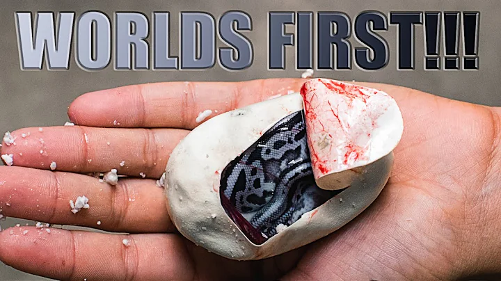 HATCHED A WORLDS FIRST BLUE AND SILVER SNAKE!! SUP...