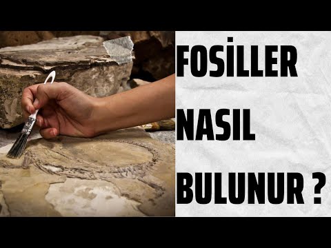 Video: Polen dənələri fosil kimi yaxşı qorunan zaman?