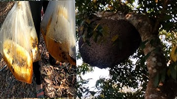 Tìm ong khoái 13/3/2025 được tổ ong siêu khủng ở thế cây có cục nu thật đà to.- Tình Thợ Rừng