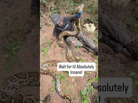 CRAZY PYTHON NEST #python #snake #wildlife #florida #nature @TheCritterCult