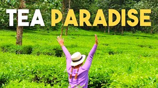 Why these Indonesian tea fields are hidden gems