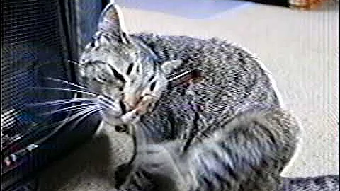 RCA VHS Camera Test