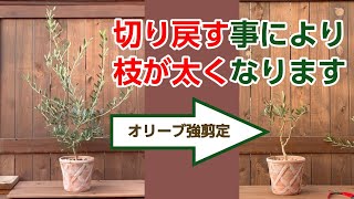 [さっちゃんさん専用]オリーブの剪定太木 宅急便60サイズに入るだけ詰めます Amazon | サボテン アンビル型剪定鋏 ♯1257 | 園芸用はさみ