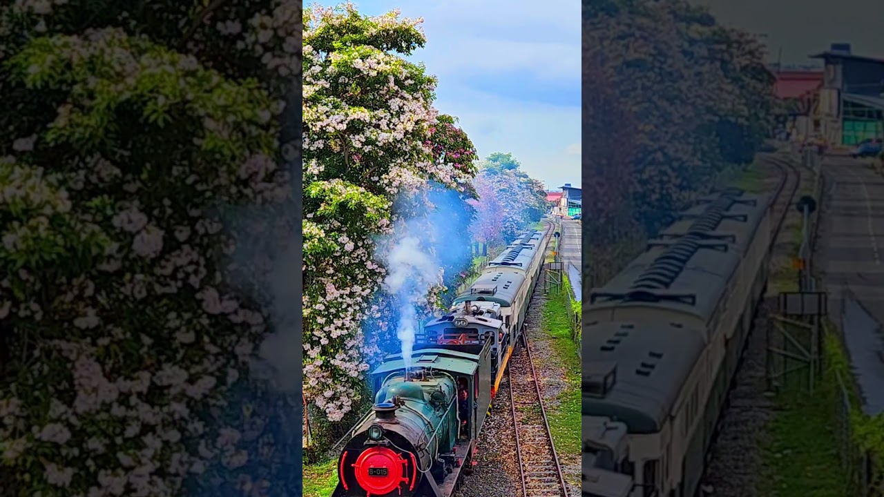 Steam train + Sakura flower trees… in Sabah? 🌸🚂