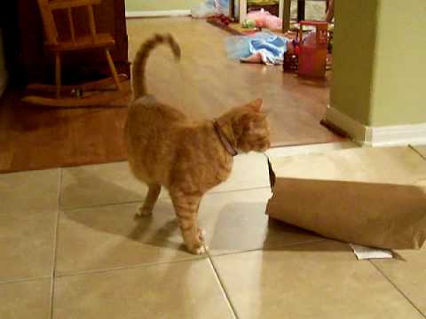 what-is-under-the-paper-bag?---funny-cat