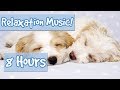 BEST PLAYLIST FOR CALMING PUPPIES. Music to Relax My Puppy, Special Therapy Music for Dogs 🐶 🎵 💤