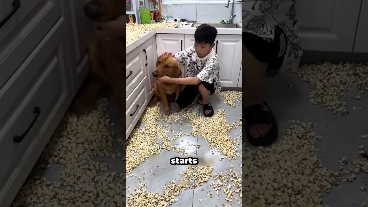 Собака говорит «НЕТ» переизбытку попкорна!