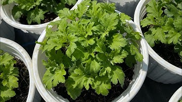 Cách trồng cúc mâm xôi Hàn mini Tết 2025 phần 4 - ngắt đọt lần cuối cập nhật 24/10 Âm Lịch