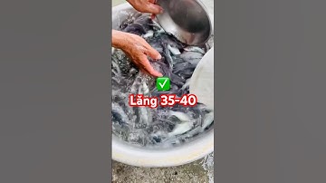 ✅ Cá Lăng Giống mẫu 35-40con/kg mới nhất 2025 #cagiong Hải Phòng 0962734709 #giathuysan @cadacsan