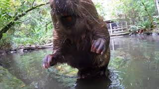 Beaver Branch Manager Sticks With It