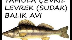 Yamula çevril sudak(levrek) balık avı