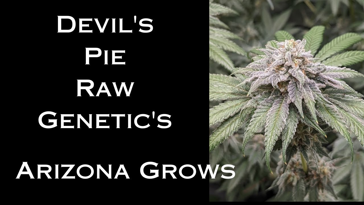 Almost Harvest Time, Devil's Pie Raw Genetics