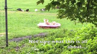 The Secret Life of Runner Ducks