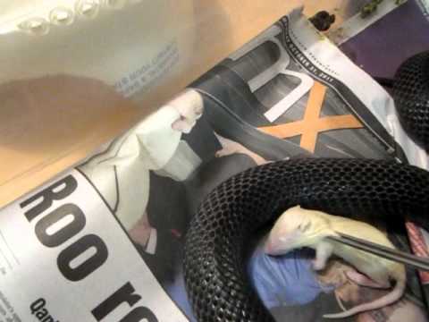 trademark meaning feeding-blue-bellied-black-snake.AVI