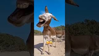 Download Lagu Komik Eşek | Comic Donkey #horse #farmlife #funnyanimals #animalsounds MP3