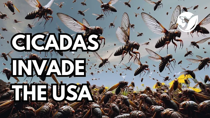 CICADA APOCALYPSE 2024: The Historical Rebirth in Spring - DayDayNews