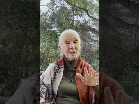 Jane Goodall Answers: Why Eating Plants Can Save Our Planet