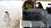 How to Make a Crayfish Trap - YouTube