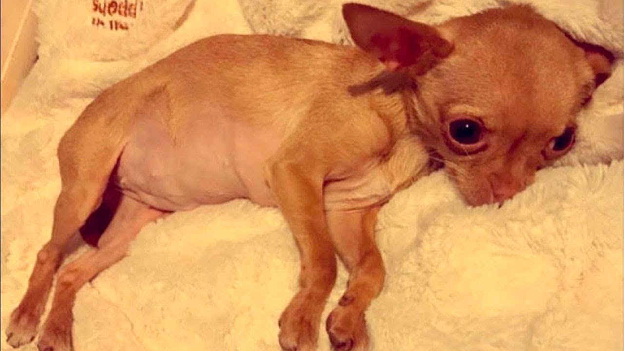 She was used for breeding puppies ... All she did was give birth. She did not know human love