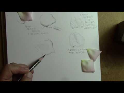 فيديو: كيفية رسم البتلة