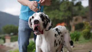 Cachorro gran danés en México