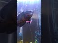 Beautiful Fish eats worm