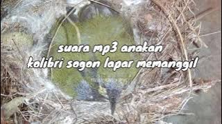 pantes gagal!! belum coabain mp3 ini suara anakan sogon lapar memanggil