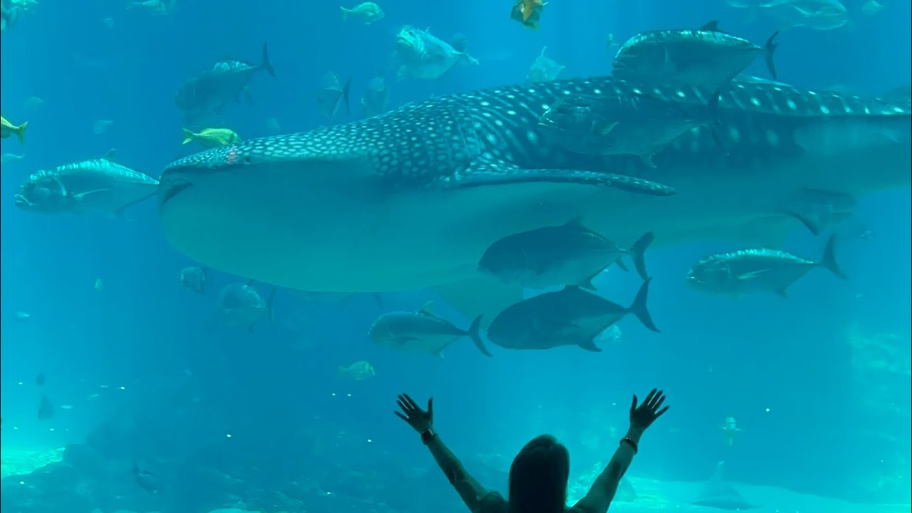 Lucky are the people who swam with the whale shark before Toroko passed away 🌊🕊️🤍