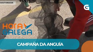 🎣 ARCADE, referencia na CAPTURA da ANGUÍA en GALICIA