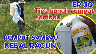 TIPS BUNUH RUMPUT SAMBAU KEBAL RACUN | EP30