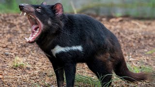 Тасманский Дьявол – ночной кошмар! Агрессивный, крикливый и очень прожорливый!
