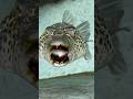 Pufferfish Needs Dental Cleaning! *Algae Infection* #shorts #pets #aquarium #fishing #fish #funny