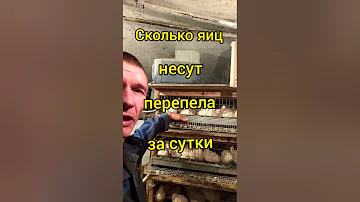 сколько яиц несут перепела за сутки
