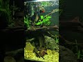 flakefoods #fish #aquarium #plantedtank #clearwater #fx6 #clownloach #balashark