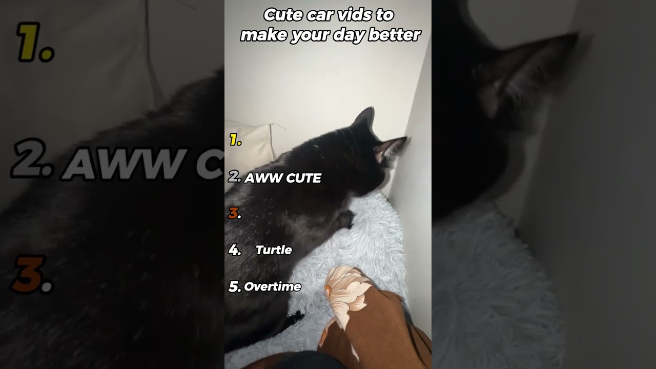 POV: Surrounded by the Cutest Fluffy Cats! 😍 #Shorts