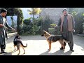 Belgian shepherd Dog vs German Shepherd Dog. | PAKISTAN の動画、YouTube動画。