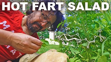 Why arugula/rocket is the way it is