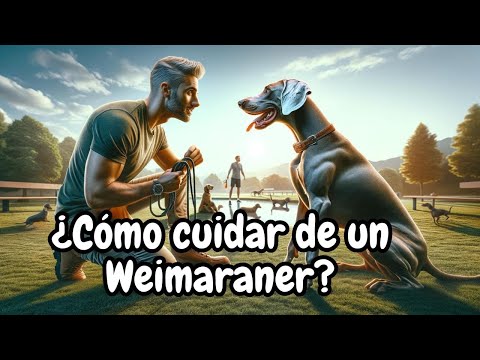 ቪዲዮ: ደስተኛ Weimaraner እንዲኖራቸው 3 መንገዶች