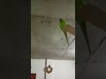 Sona mithu baby 2 🐥🦜#parrot #parrot #talkingparot #mithukibatain #parrotsound #mitthu #top #tota