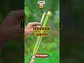 You Won't Believe How This Bamboo Trigger Works! 🛠️#Factozian #PrimitiveSkills #BambooDIY #bamboo