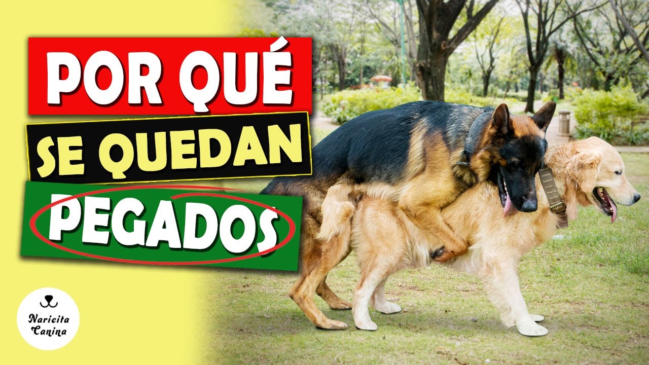 Por Qué Los Perros Se Quedan Pegados Cuando Se Aparean Youtube