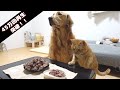 ステーキが大盛りだった時の愛犬と愛猫の反応が可愛すぎるｗ