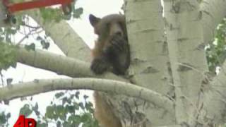 Raw Video: Bear Falls From Tree