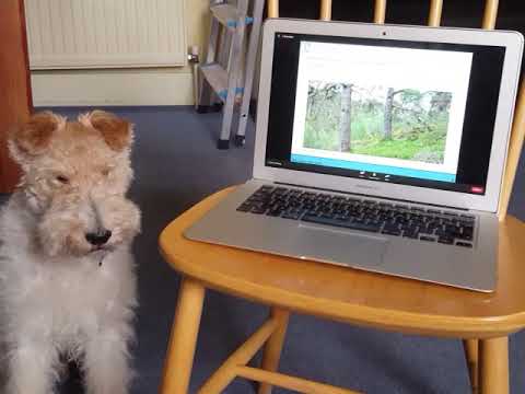 Video: Pasma Pasme Wire Fox Terrier Hipoalergena, Zdravje In življenjska Doba