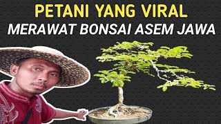 Perawatan Bonsai Asem Jawa, Dari 0 sampai Sempurna & Siap Mengikuti Ajang Kontes